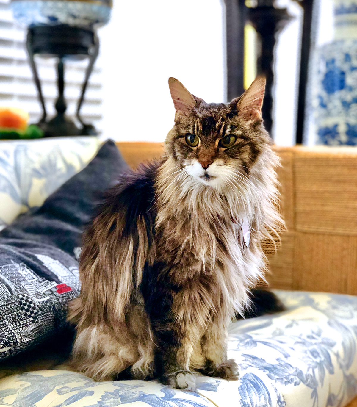Starbright the Maine Coon